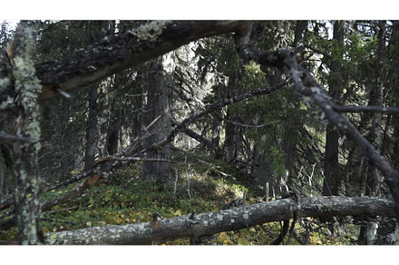 Dry branches of old trees on, a Nature Photo by Media Whale Stock