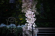 A Garden of Roses | Wedding, Events, a Nature Photo by Farewell (Thumbnail 6 of 41)
