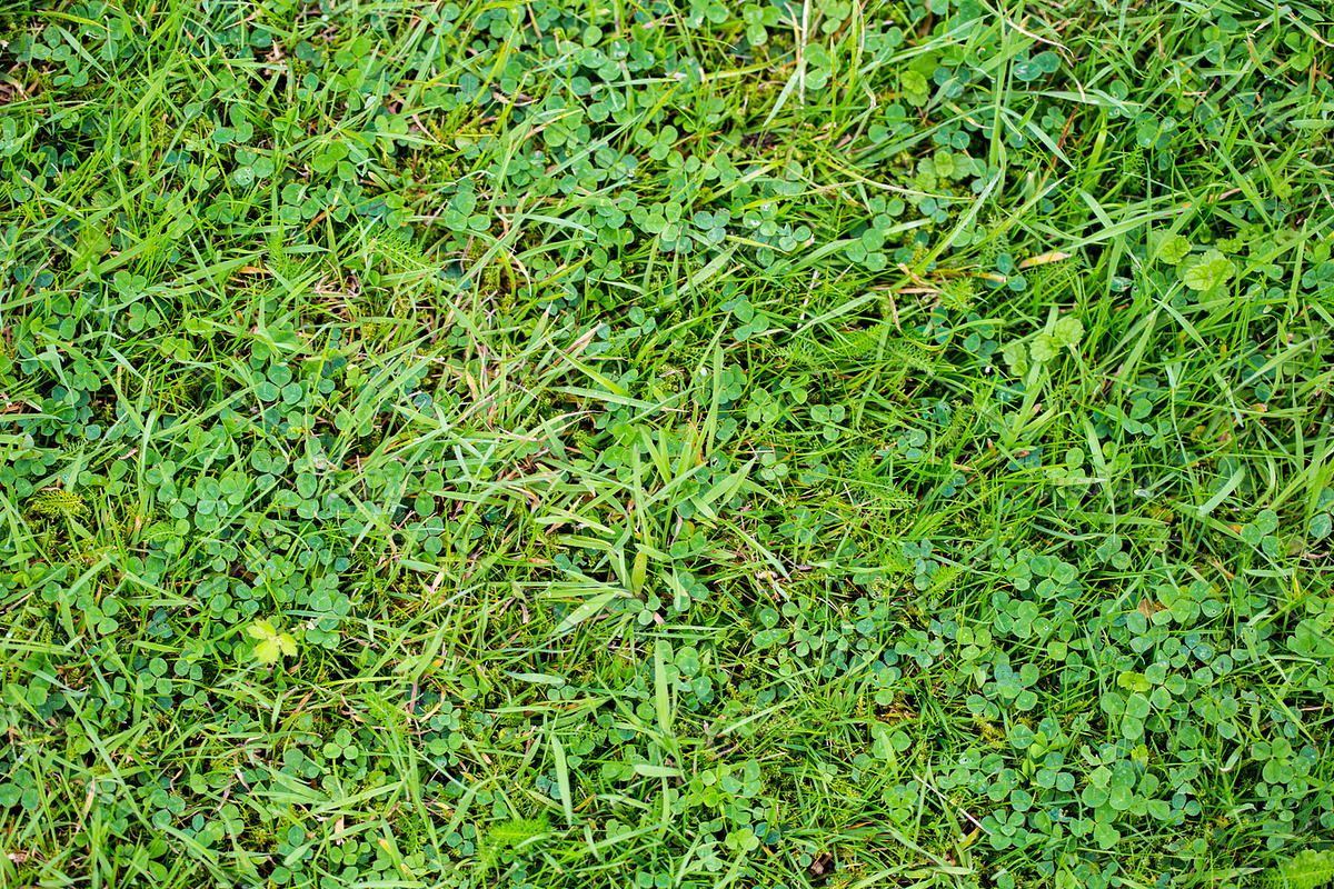 Feeling Green, a Templates & Theme by Feelings (Photo 3 of 5)
