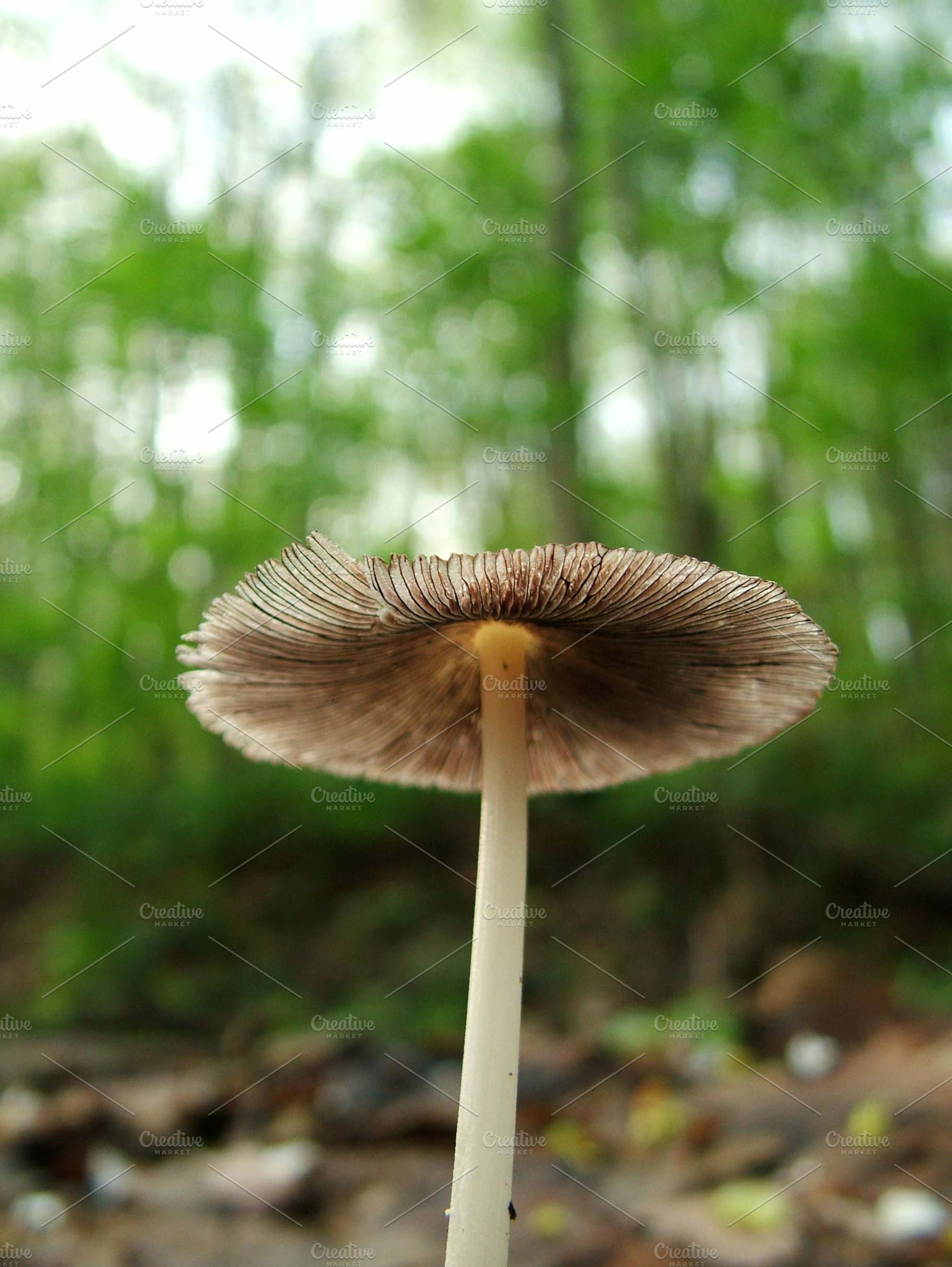 Mushroom featuring mushroom, fungi, and fungus