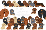 Dachshund longhaired clipart, an Animal Illustration by pet design shop (Thumbnail 1 of 10)