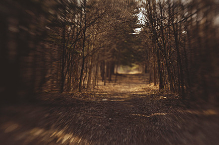 Pine Forest Featuring Woods Rustic And Forest preview 6