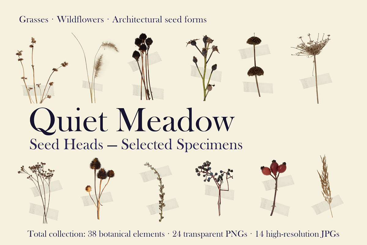 Quiet Meadow — Seed Heads Collection, an Object Graphic by Aga Silva (Photo 2 of 7)