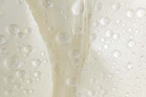 wet and beautiful white tulip flowers, close up, side view, a Photo by rsoollAI