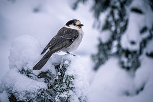 Canada Jay in the snow