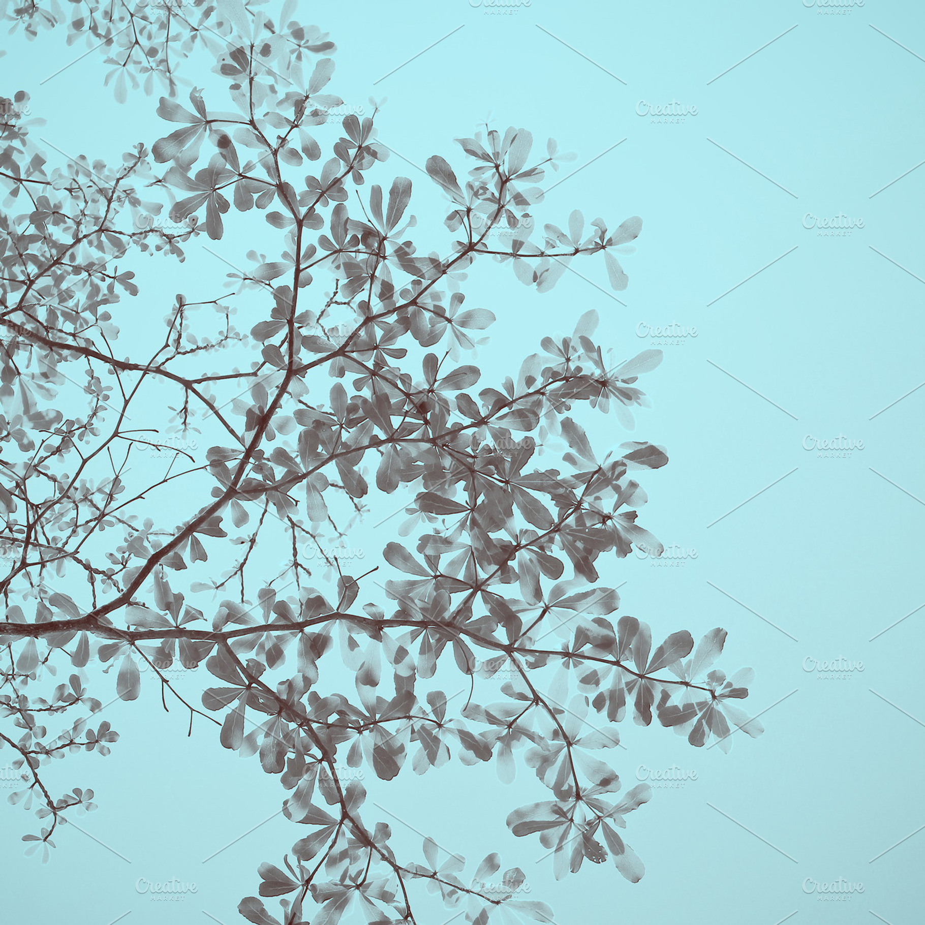 Abstract Of Leaves On Tree