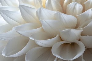 White flower petals blooming, a Photo by Beautiful things