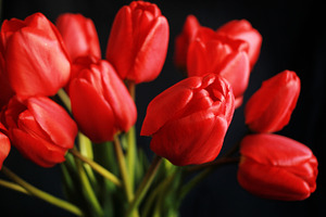 Close up red tulips on black background featuring flower, red, and bouquet