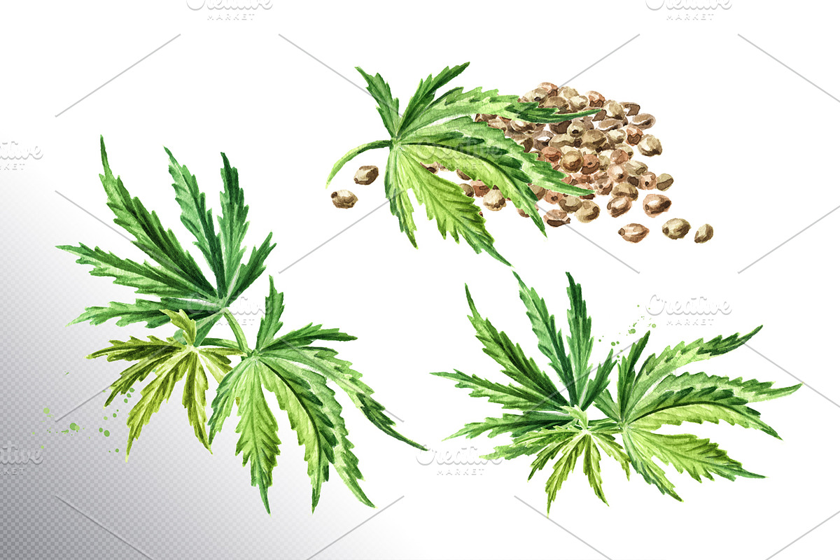 Cannabis. Watercolor collection, a Healthcare Illustration by Daria Ustiugova (Photo 2 of 12)