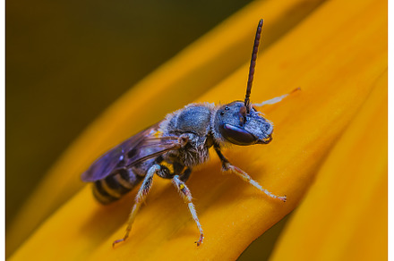 Wild bee on the yellow flower of the, an Animal Photo by Lukas Jonaitis SHOP