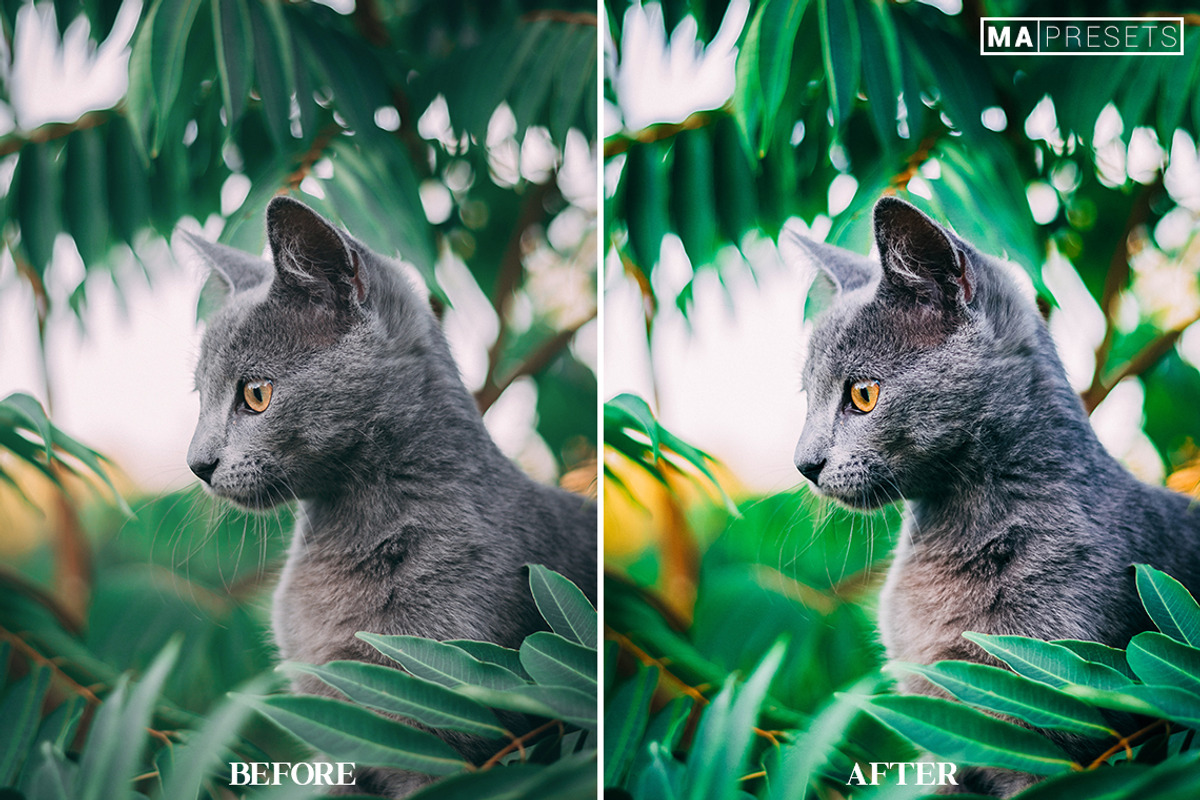 10 CAT Lightroom Presets, a Preset Add-On by MaPresets (Photo 10 of 15)
