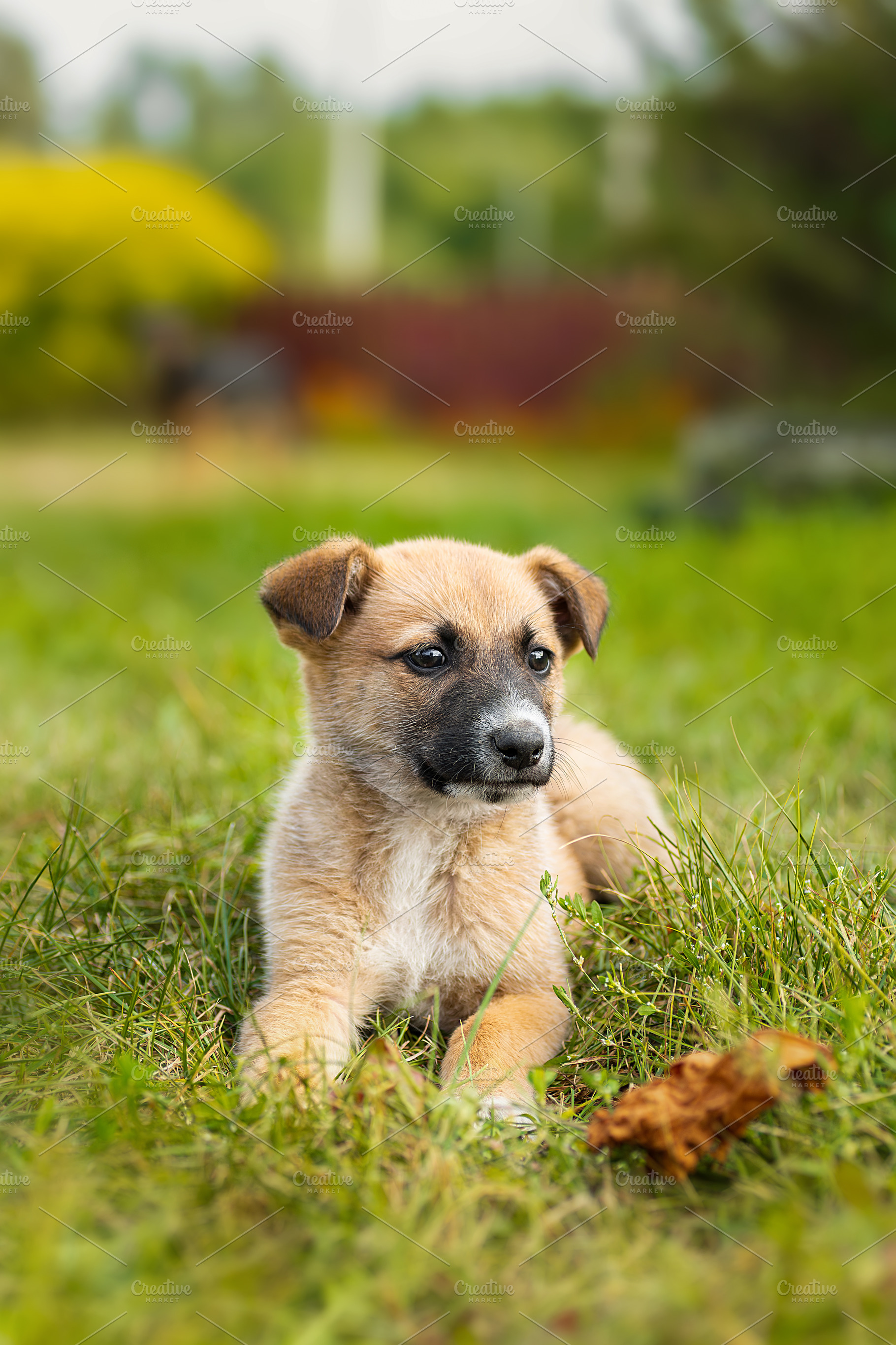 A red-colored dog lies in the grass, an Animal Photo by AlexBush