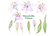 Watercolor clipart white lilies, an Illustration by EshaStudio (Thumbnail 4 of 11)