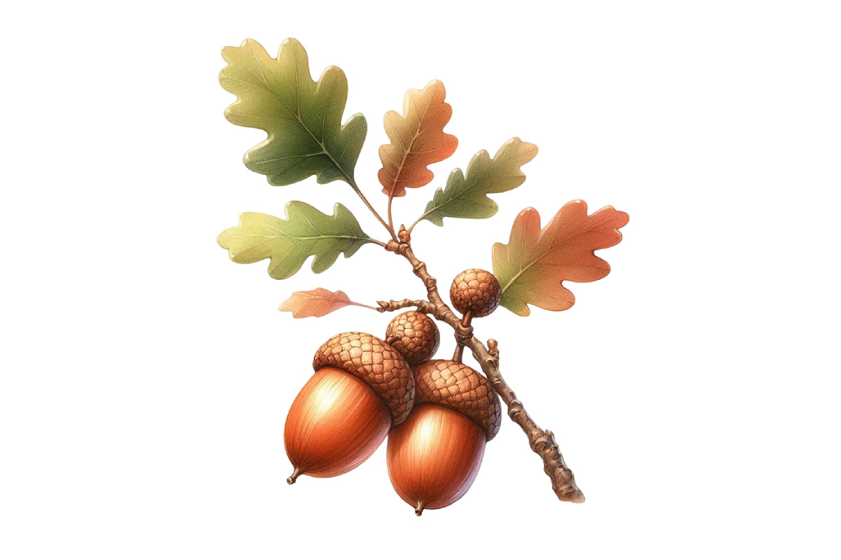 Watercolor Acorns & Oak Leaves PNG, an Illustration by Designking (Photo 4 of 4)