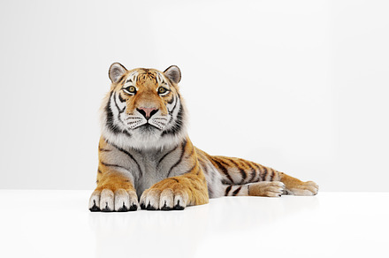 Tiger portrait isolated on white.