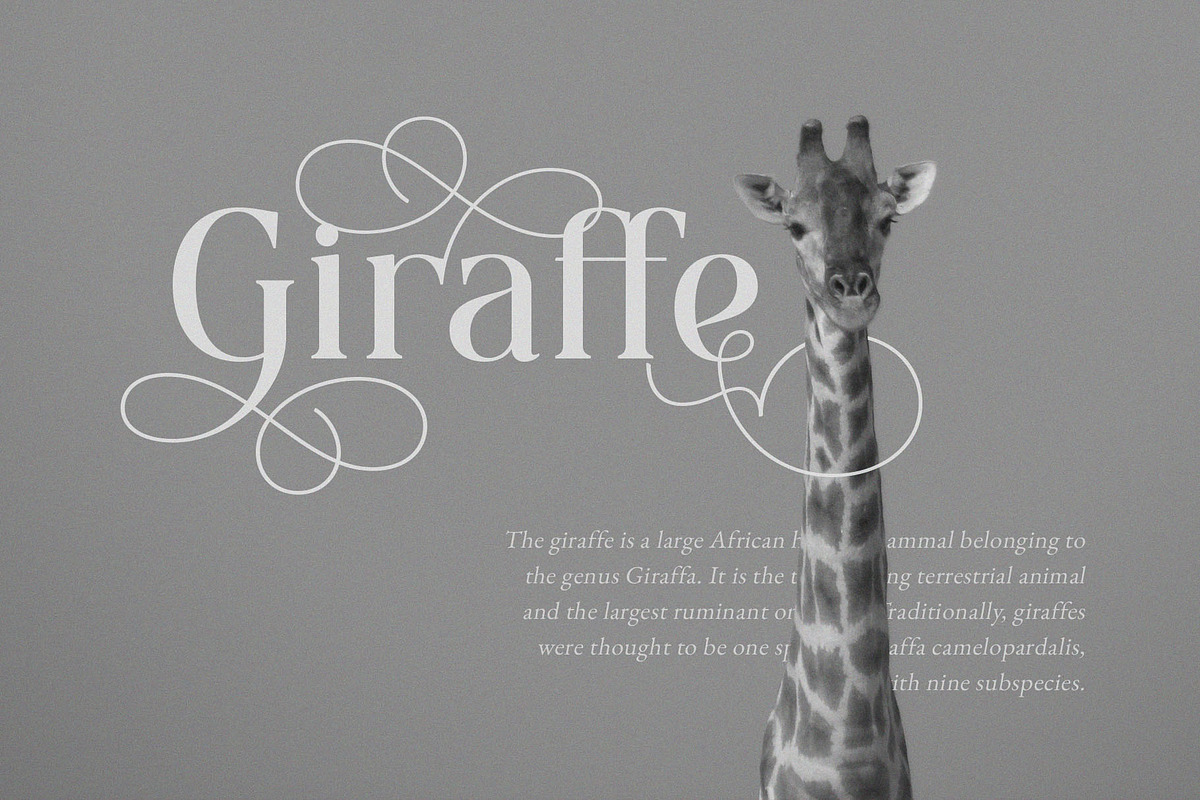 Blessing Melody - Stylish Serif, a Serif Font by epicatype (Photo 9 of 10)