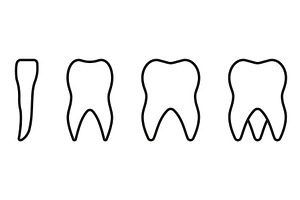 Types of Human Teeth Line Icons, an Object Illustration by Gentle Studio