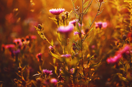 Many pink meadow wild flowers in summer sunny field in evening sunset natural