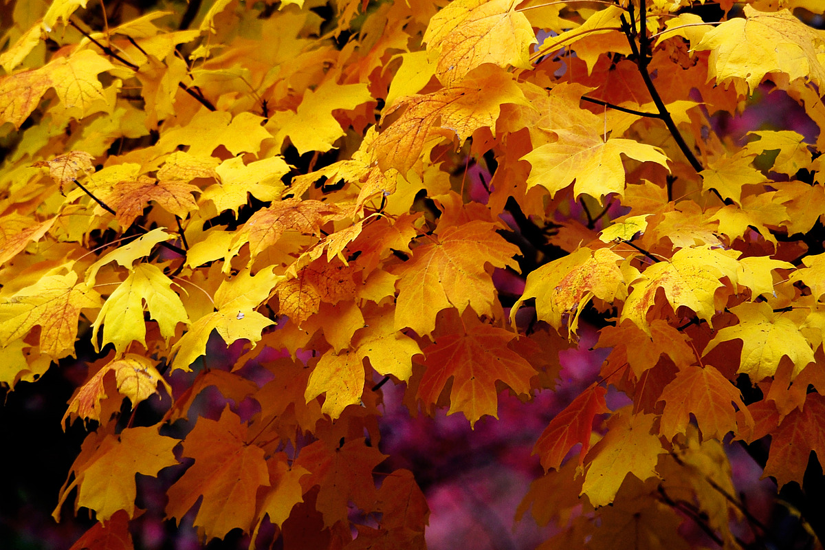 MAPLE LEAVES, a Nature Photo by KABSPHOTOGRAPHY (Photo 1 of 2)