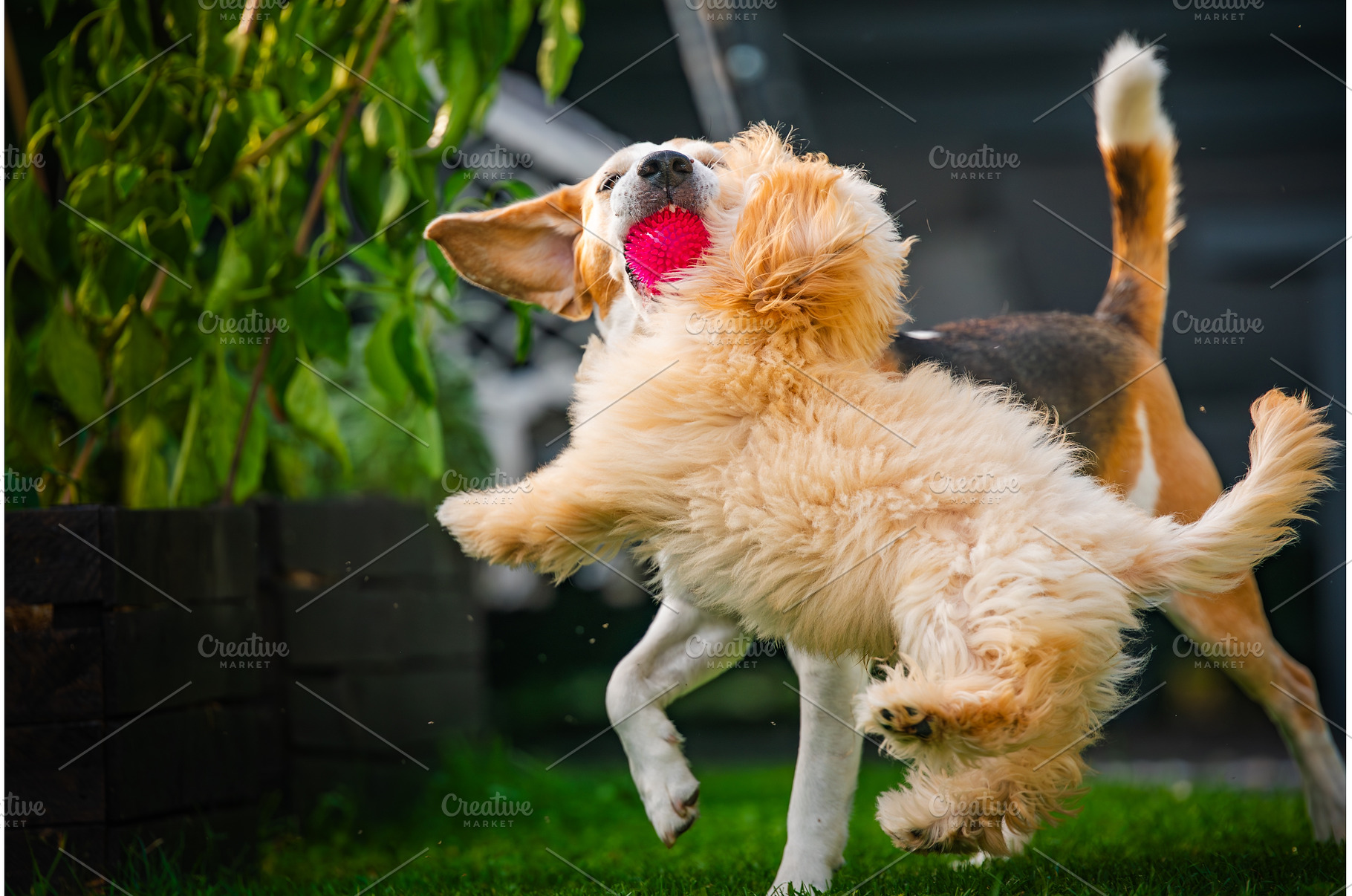 An energetic Maltipoo puppy and a, an Animal Photo by MadPhotos