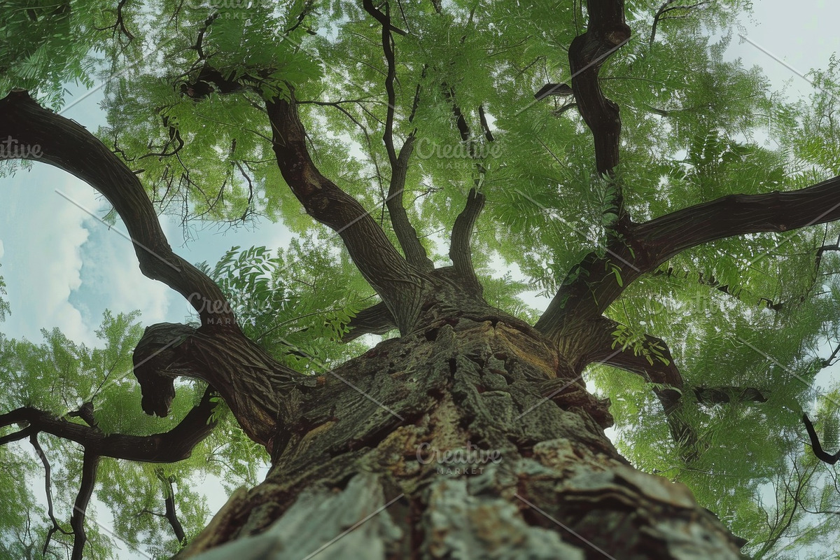 98 Trees view from below, a Nature Photo by Handmadefont (Photo 39 of 98)