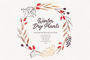 Winter dry plants, an Illustration by Natalia Fedorova (Thumbnail 1 of 8)