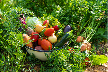 Harvest vegetables in the garden, a Food & Drink Photo by yanadjana