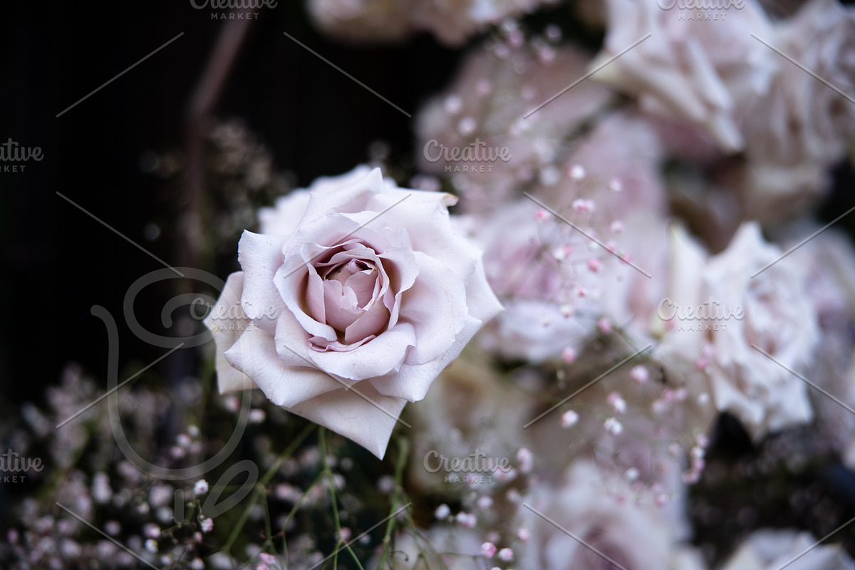 A Garden of Roses | Wedding, Events, a Nature Photo by Farewell (Photo 18 of 41)