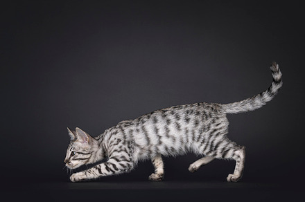 Savannah cat kitten on black, an Animal Photo by Cat'chy Images by Nynke