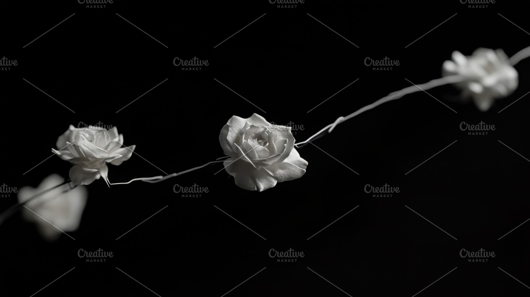 Elegant white roses on a string, a Photo by Beautiful things