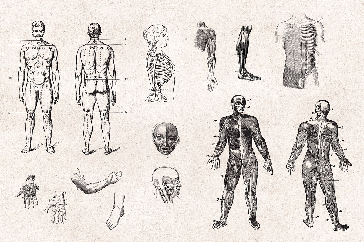 Anatomy Engravings Set, an Object Graphic by Graphic Goods (Photo 2 of 7)