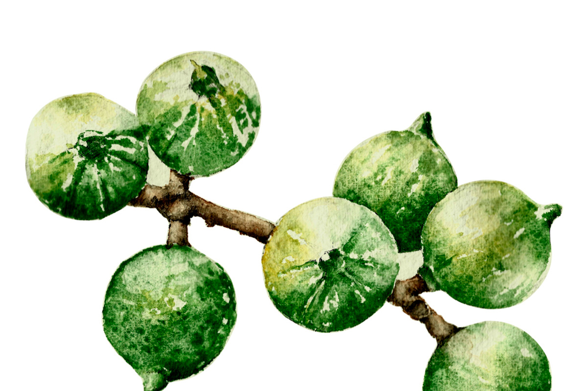 Macadamia nuts, an Illustration by Watercolor_Vector Graphic (Photo 2 of 2)