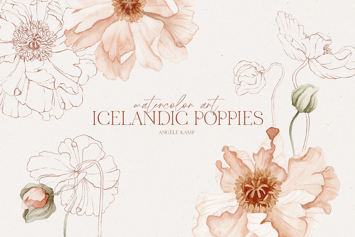 Icelandic Poppies watercolor flowers, an Illustration by Angele Kamp (Photo 1 of 9)