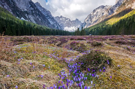 Spring crocus in the mountains containing spring, crocus, and mountain, a Nature Photo by Dreamy Pixel