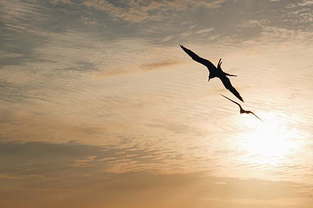 Bird In Flight preview 6