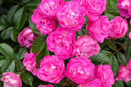 Pink Rose Flower In A Large Garden Containing Rose Flower And Bloom preview 6