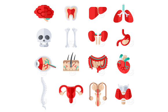 Human Internal Organs