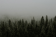Trees and fog featuring nature, trees, and fog, a Nature Photo by Wild Wander Collective (Thumbnail 1 of 2)