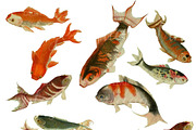 Japanese Koi Images, a Graphic by Digital Vintage (Thumbnail 2 of 7)