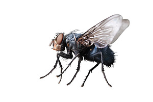 Blue bottle fly (Calliphora, an Animal Photo by Pakosta