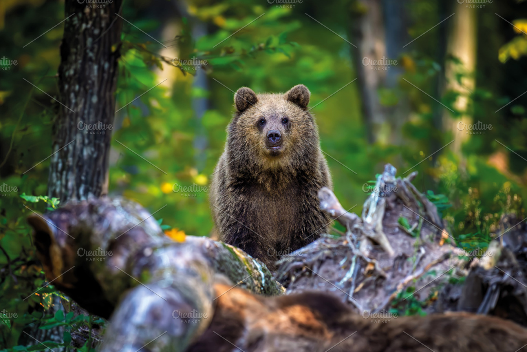 Brown bear on branch in summer forest. Animal in nature habitat., a Photo by Byrdyak