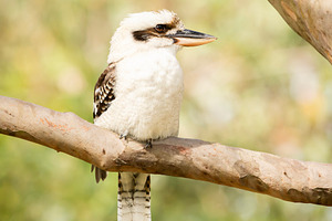 Laughing Kookaburra