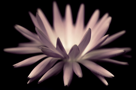 Soft Pink Flower on Black Background