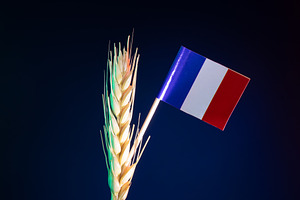 French flag on stick next to golden wheat spike against dark blu, a Background Photo by Ales Munt