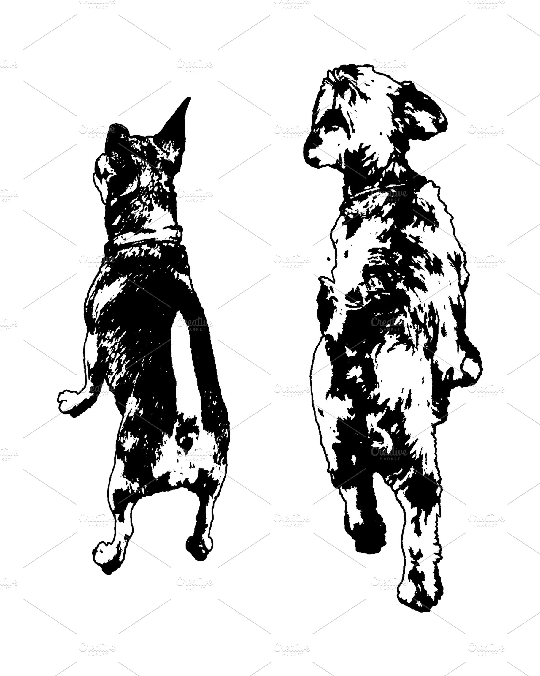 Two small pet dogs high angle view isolated graphic, an Animal Photo by DanFLCreativo