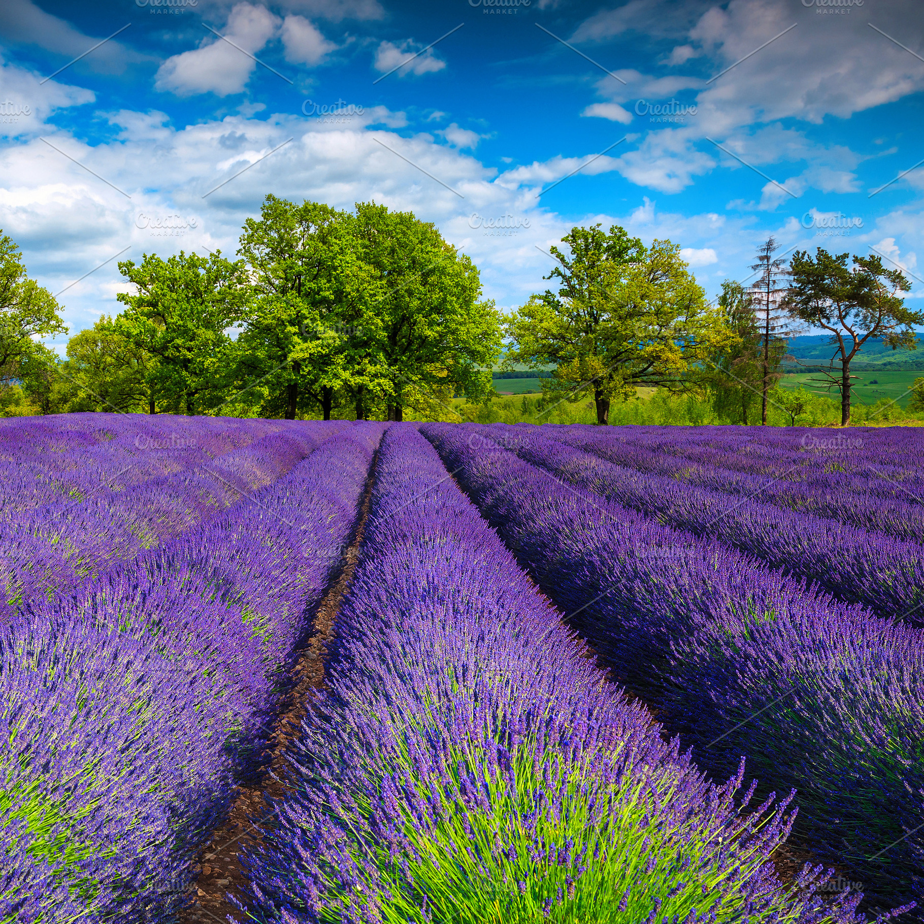 Flowery summer landscape, a Nature Photo by Alpine Dreams