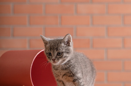 Little gray kitten plays