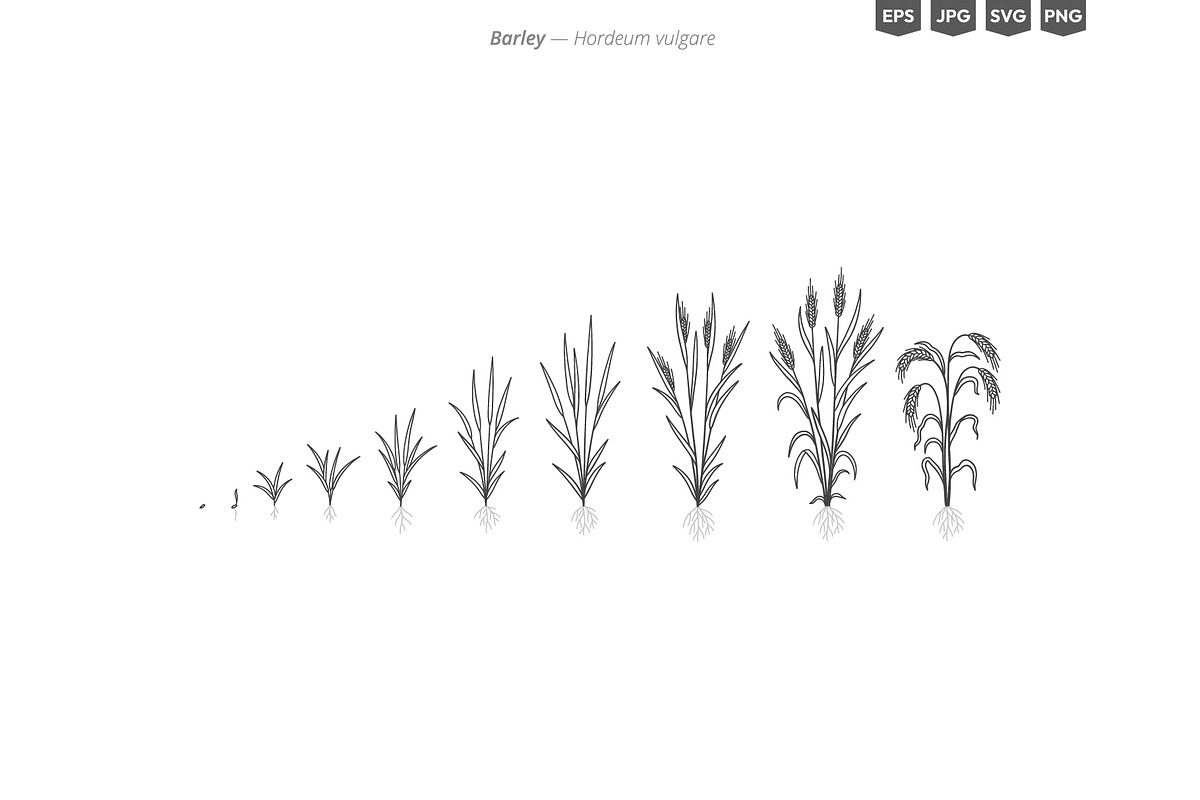 Plant Growth Stages, an Education Illustration by Ilia Design (Photo 5 of 11)