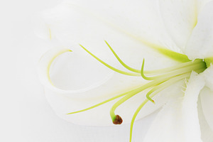 Wedding rings & lily stock photo containing background and beauty