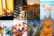 10 Pets Lightroom Presets for Mobile, a Preset Add-On by RamsaGraphi (Thumbnail 3 of 10)